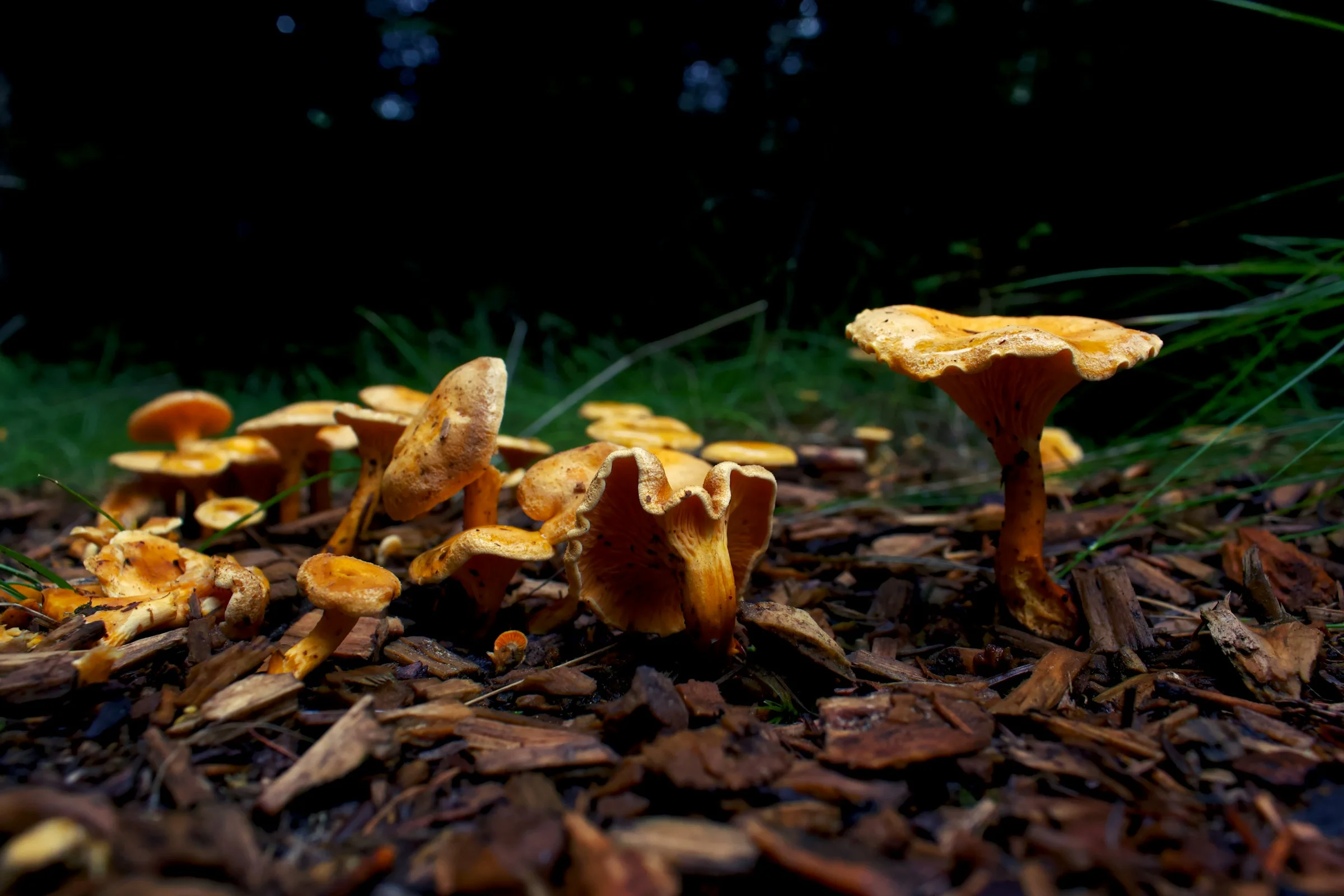 Chanterelles growing